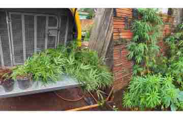 Três Barras – 31 pés de maconha são apreendidos pela PM